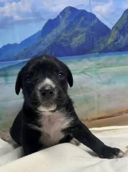 TY -  American Staffordshire Terrier Dog for Adoption in San Antonio, Texas - TY | PetCurious