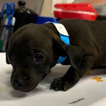Rue -  Pug and Mixed Breed Dog for Adoption in Yuma, Arizona - Rue | PetCurious