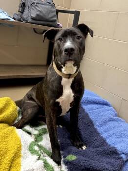 Rescue Pit Bull Terrier and Mixed Breed Dogs for Adoption in Knoxville, Tennessee - Dutch | PetCurious