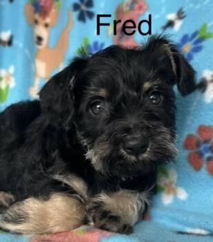 Terrier Dogs Available for Adoption in Larkfield-wikiup, California - Fred | PetCurious