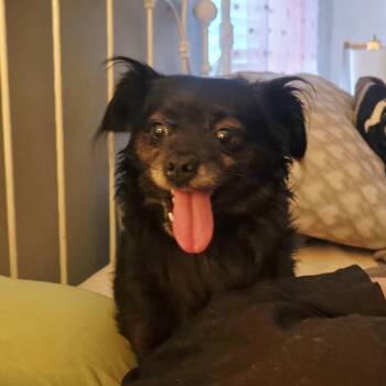 KOKO -  Pomeranian Dog for Adoption in Athens, Alabama - KOKO | PetCurious