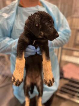 Annex -  Flat Coated Retriever and German Shepherd Dog Dog for Adoption in Fresno, California - Annex | PetCurious