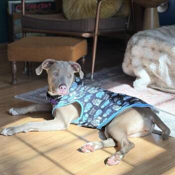 Promise -  Mixed Breed Dog for Adoption in Madison, Wisconsin - Promise | PetCurious