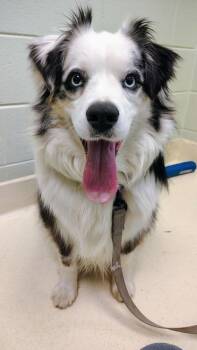 Koda -  Australian Shepherd Dog for Adoption in Kalamazoo, Michigan - Koda | PetCurious