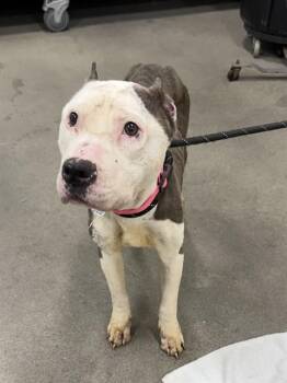 Pit Bull Terrier and Mixed Breed Dogs Available for Adoption - FAIRY | PetCurious