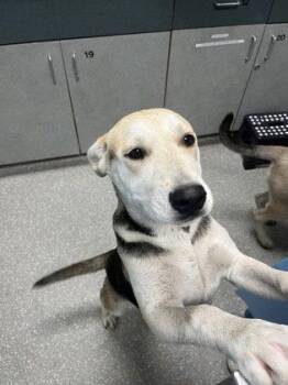 German Shepherd Dog and Pit Bull Terrier Dogs Available for Adoption in Oakland, California - Taylor | PetCurious