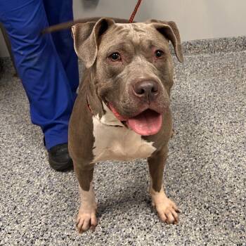 Nakita -  Mixed Breed Dog for Adoption in Greenville, South Carolina - Nakita | PetCurious