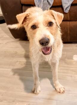 Terrier Dogs Available for Adoption in San Antonio, Texas - Darling | PetCurious