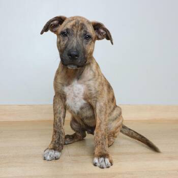 Link D70886 -  Pit Bull Terrier and German Shepherd Dog Dog for Adoption in Minnetonka, Minnesota - Link D70886 | PetCurious