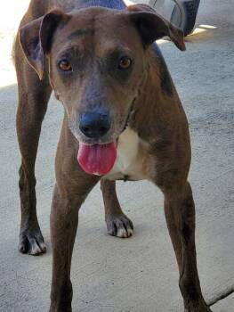 Catahoula Leopard Dog and Labrador Retriever Dogs Available for Adoption in Palm Valley, Texas - Lydia Lu | PetCurious