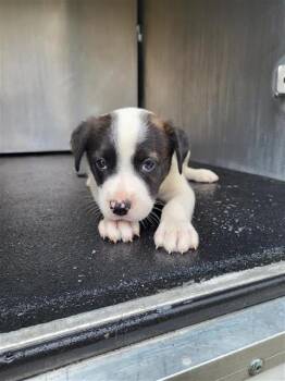 ROOSTER -  Terrier Dog for Adoption in San Antonio, Texas - ROOSTER | PetCurious