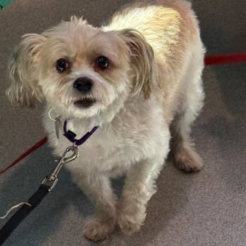 Rowan 22497 -  Maltese and Yorkshire Terrier Dog for Adoption in Cumming, Georgia - Rowan 22497 | PetCurious