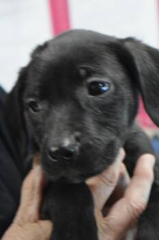 Labrador Retriever and Mixed Breed Dogs Available for Adoption in Pahrump, Nevada - Faya (L576 P5) | PetCurious
