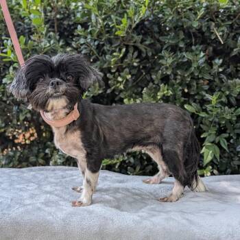 LaLa 08-2721 -  Shih Tzu and Yorkshire Terrier Dog for Adoption in Tyrone, Georgia - LaLa 08-2721 | PetCurious