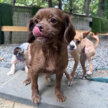 Egg McMuffin -  Mixed Breed Dog for Adoption in West Chester, Pennsylvania - Egg McMuffin | PetCurious