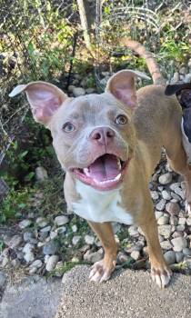 Harold the BostonTerrier Mix -  Boston Terrier and Pit Bull Terrier Dog for Adoption in Muskego, Wisconsin - Harold The BostonTerrier Mix | PetCurious