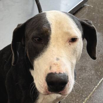 111851 -  Mixed Breed Dog for Adoption in Las Cruces, New Mexico - 111851 | PetCurious
