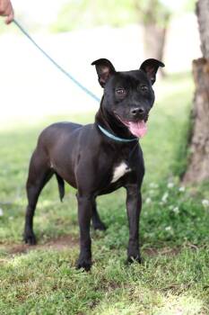 Rescue Mixed Breed Dogs for Adoption in Dyersburg, Tennessee - Willow | PetCurious