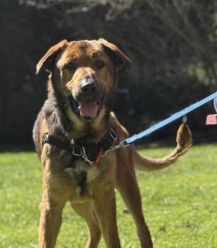 German Shepherd Dog Dogs Available for Adoption in Vancouver, Washington - Dillon | PetCurious