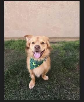 Cardigan Welsh Corgi Dogs Available for Adoption - Buddy | PetCurious