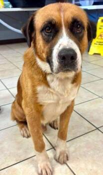 Billy Bob -  Saint Bernard Dog for Adoption in Bedford Hills, New York - Billy Bob | PetCurious
