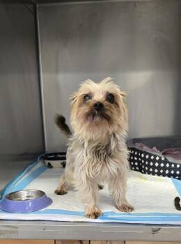 Yorkshire Terrier Dogs Available for Adoption - Indigo | PetCurious