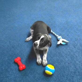 Auro-Stray-Tilly -  Australian Cattle Dog Blue Heeler and Mixed Breed Dog for Adoption in Aurora, Missouri - Auro-Stray-Tilly | PetCurious