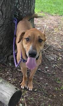 Oscar -  Labrador Retriever and Rhodesian Ridgeback Dog for Adoption in Attalla, Alabama - Oscar | PetCurious