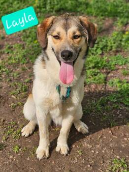 Beagle Dogs Available for Adoption in South Kingstown, Rhode Island - Layla | PetCurious