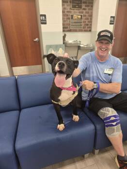 Smorgas -  American Bully Dog for Adoption in Maidens, Virginia - Smorgas | PetCurious