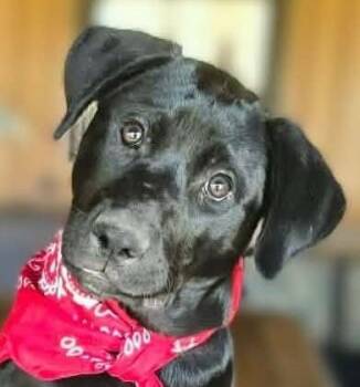 Weimaraner and Labrador Retriever Dogs Available for Adoption in Boerne, Texas - Stream | PetCurious