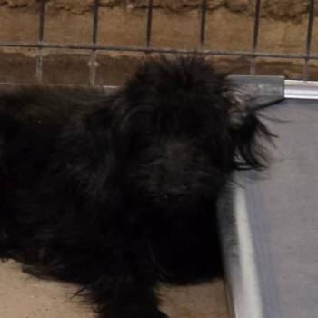 Freddie -  Mixed Breed Dog for Adoption in Leander, Texas - Freddie | PetCurious