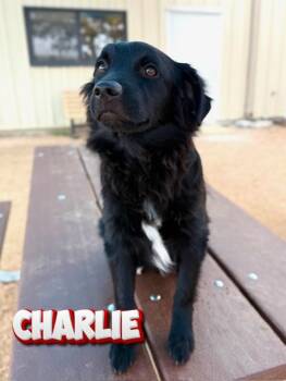 Australian Shepherd Dogs Available for Adoption - Charlie | PetCurious