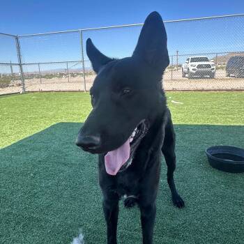 German Shepherd Dog and Belgian Shepherd Malinois Dogs Available for Adoption in Truth Or Consequences, New Mexico - Zeus | PetCurious