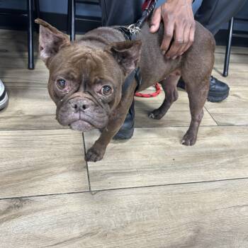 Rescue French Bulldog Dogs for Adoption in Newark, New Jersey - Autumn | PetCurious