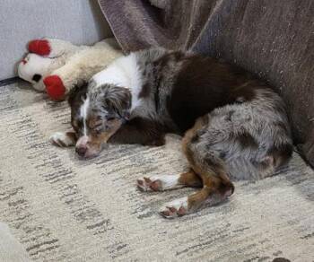 Australian Shepherd Dogs Available for Adoption in Dalworthington Gardens, Texas - Light | PetCurious
