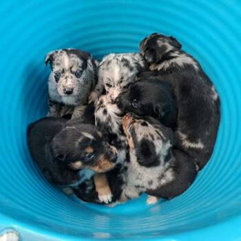 Granny, Pink Collar -  Australian Shepherd and Mixed Breed Dog for Adoption in Ada, Minnesota - Granny, Pink Collar | PetCurious