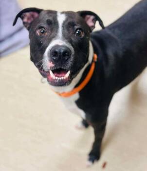 Mixed Breed Dogs Available for Adoption - Flyer (Nugget) | PetCurious