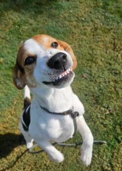 Rescue Hound Dogs for Adoption in New Bern, North Carolina - Davey | PetCurious