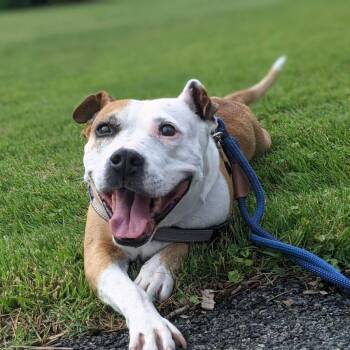 Pit Bull Terrier Dogs Available for Adoption in Pennington, New Jersey - Diva