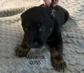 Shepherd Dogs Available for Adoption in Hop Bottom, Pennsylvania - Maverick | PetCurious