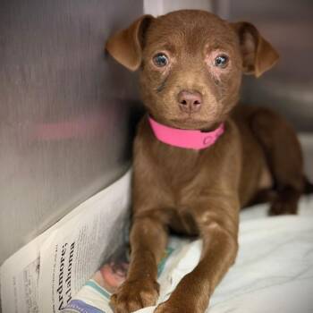 Mixed Breed Dogs Available for Adoption in Ardmore, Oklahoma - Tippy | PetCurious