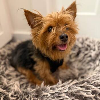 Piggy smalls *medical adoption -  Yorkshire Terrier Dog for Adoption in Hillsborough, North Carolina - Piggy Smalls *medical Adoption | PetCurious