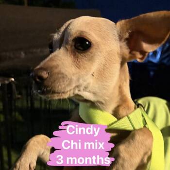 Rescue Chihuahua Dogs for Adoption in Tampa, Florida - Cindy | PetCurious