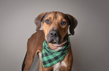 Rescue Mixed Breed Dogs for Adoption in Plaquemine, Louisiana - Cornell | PetCurious