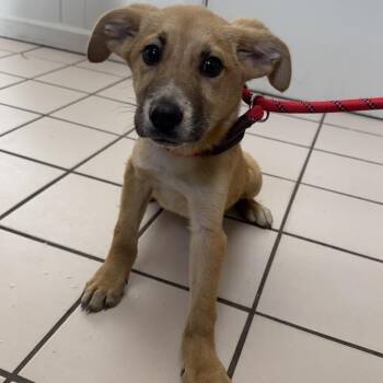 Shepherd Dogs Available for Adoption - TUSC-Stray-83283 | PetCurious