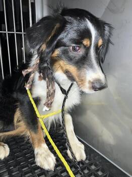 LIGHTNING -  Australian Shepherd Dog for Adoption in Dallas, Texas - LIGHTNING | PetCurious