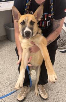 Cherub -  Mixed Breed Dog for Adoption in Kansas City, Missouri - Cherub | PetCurious