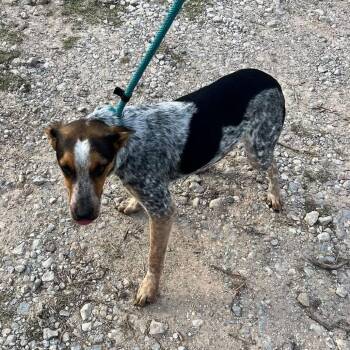 Cashew -  Mixed Breed Dog for Adoption in Pauls Valley, Oklahoma - Cashew | PetCurious