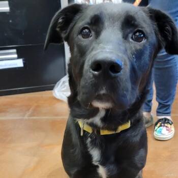 Mixed Breed Dogs Available for Adoption - Lynkz | PetCurious